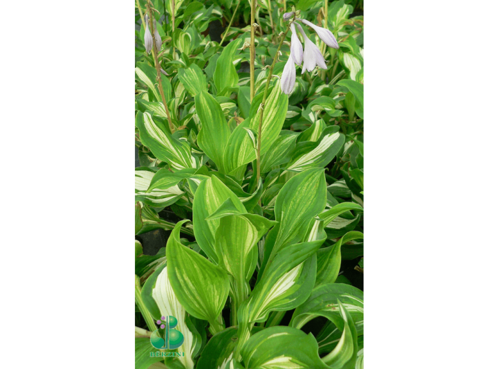 Latvijas stādi - Hosta undulata var. mediovariegata - viļņotā hosta ...